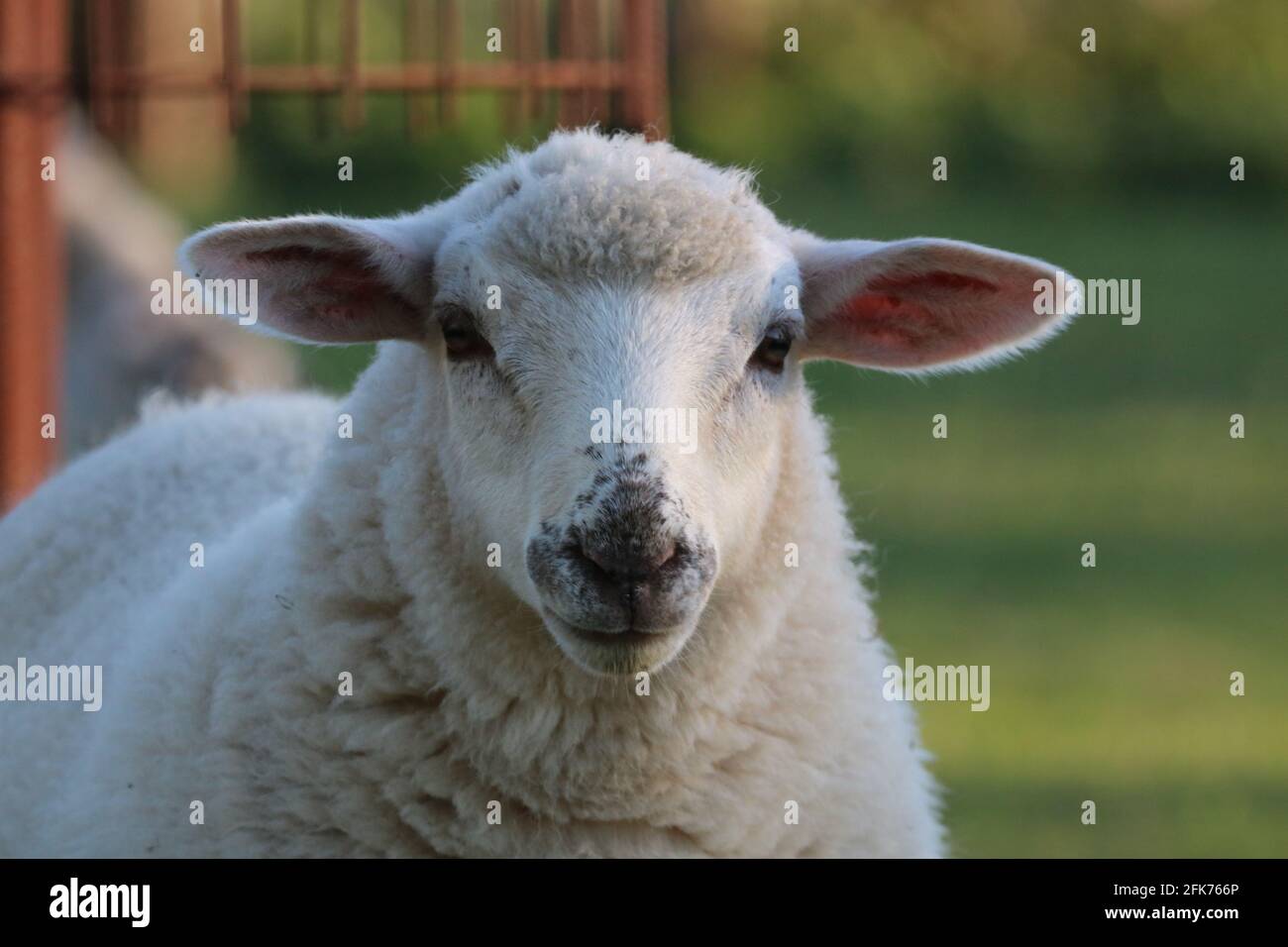 Schafe in Haselünne, Deutschland / Schaf in Haselünne Stockfoto