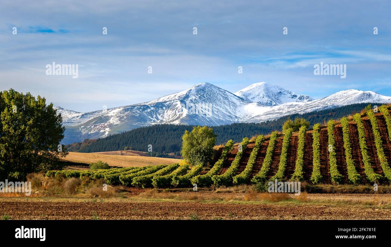 Weinberge mit dem Berg San Lorenzo im Hintergrund, La Rja, Spanien Stockfoto