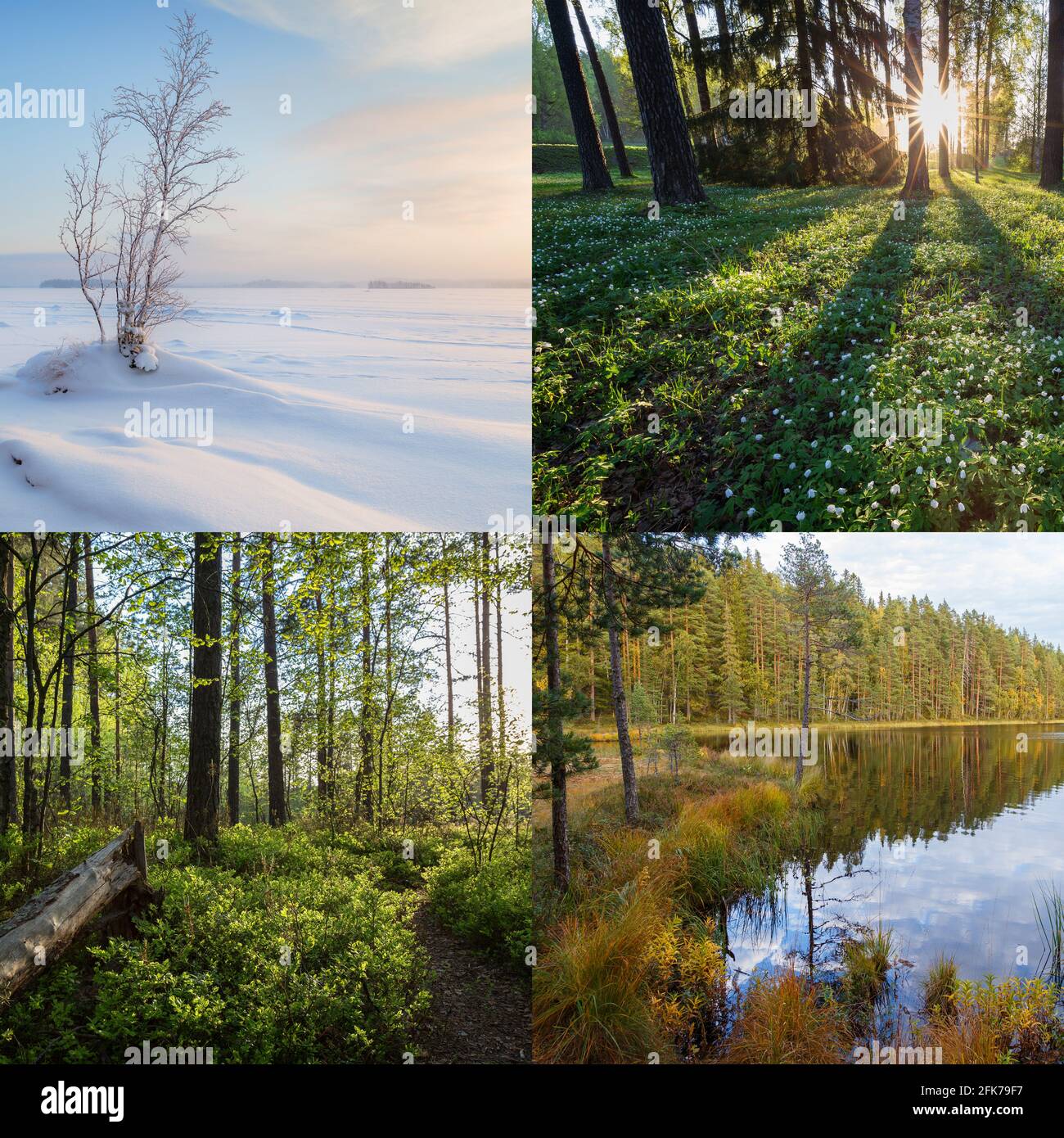 Vier Jahreszeiten in Finnland - Winter, Frühling, Sommer und Herbst. Schöne Landschaften in der Natur. Stockfoto