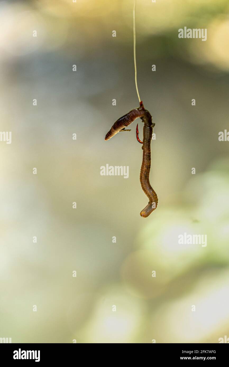 Wurm, der an einem Haken hängt und bereit ist, als Köder in den Fluss geworfen zu werden. Abruzzen, Italien, Europa Stockfoto