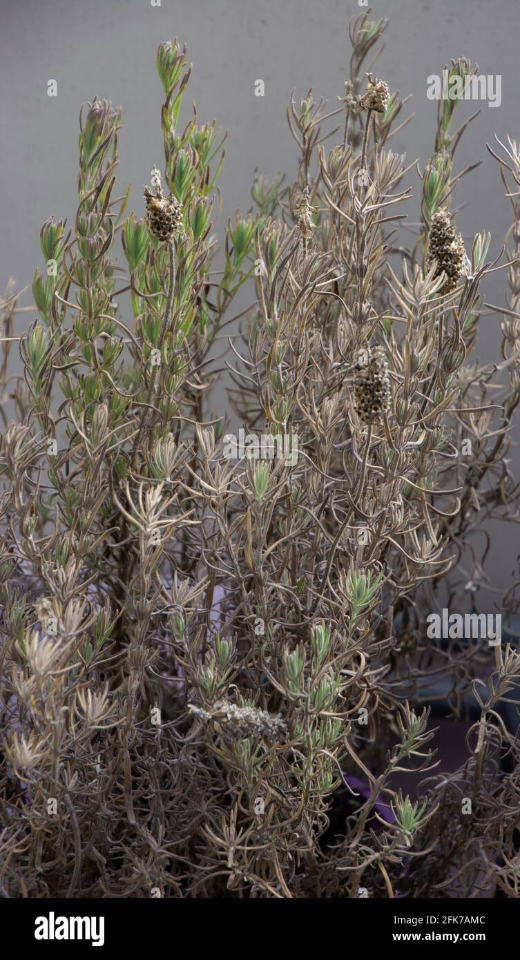 rosmarinus officinalis alter immergrüner Strauch mit getrockneten Blüten und frisch Aufnahmen Stockfoto