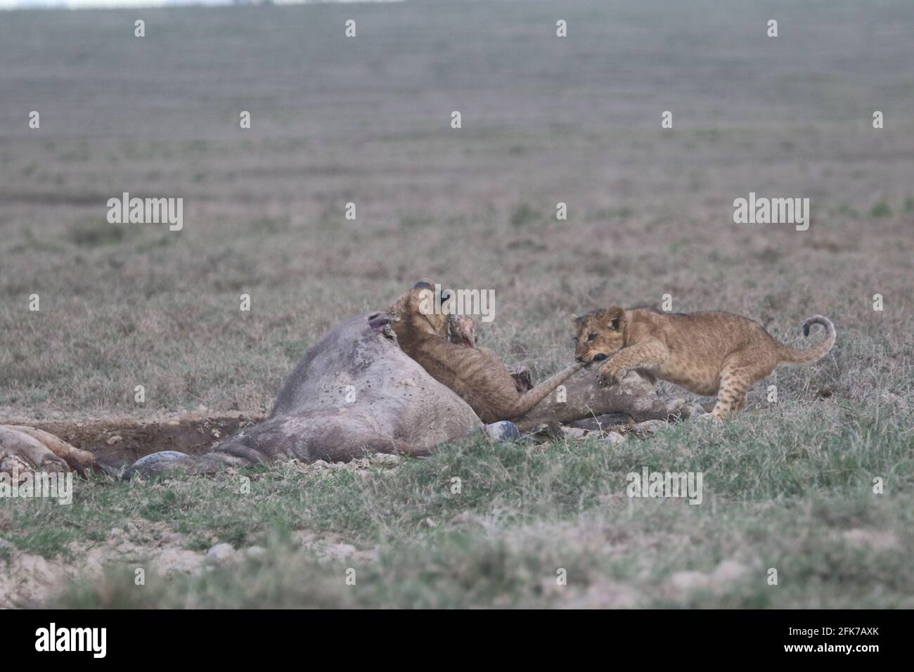 Zwei junge Löwenjungen spielen auf einem Büffelkarkus. Einer zieht den anderen Schwanz. Lake Nakuru National Park, Kenia, Ostafrika. Stockfoto