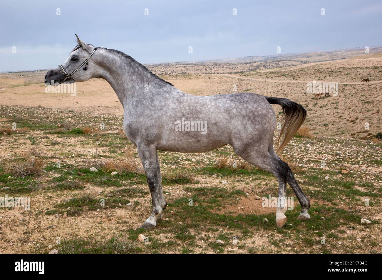 Das arabische oder arabische Pferd ist eine Pferderasse, die auf der Arabischen Halbinsel ihren Ursprung hat. Mit einer markanten Kopfform und hohem Schwanzwagen, der Araber Stockfoto