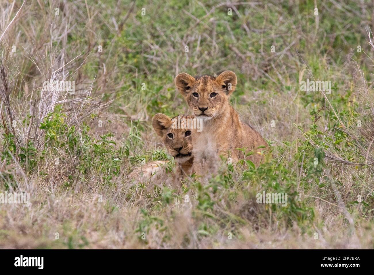 Mama Löwe jagt eine rivalisierende weibliche Löwin weg. Männliche Löwen nähern sich 8ng und Junge beobachten weiter. Lake Nakuru Nationalpark, Kenia Stockfoto