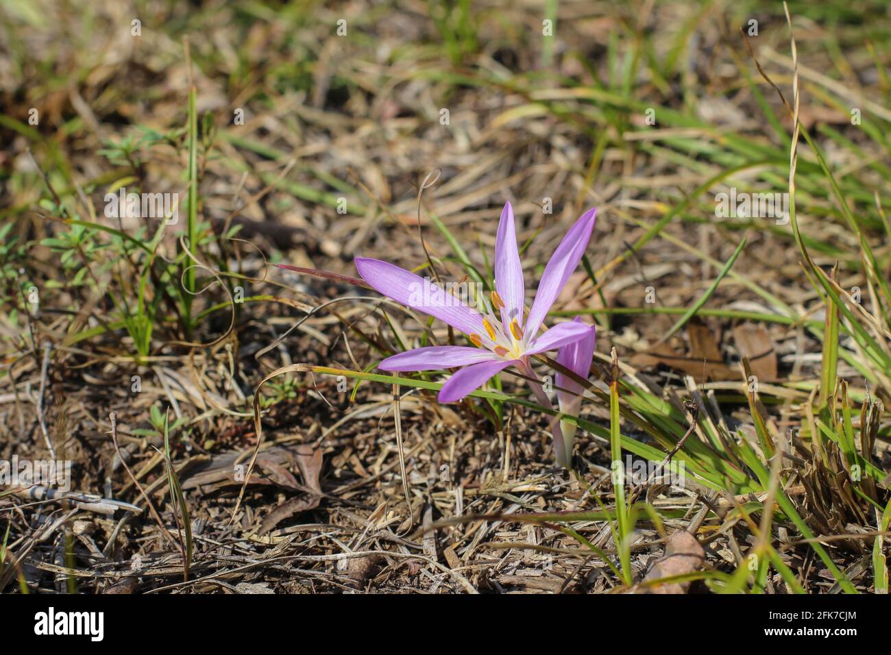 Blassrosa Blüten aus Sandsafran (lateinischer Name Colchicum arenarium) In Deliblato Sandes (Deliblatska pescara) in der Vojvodina in Serbien Stockfoto