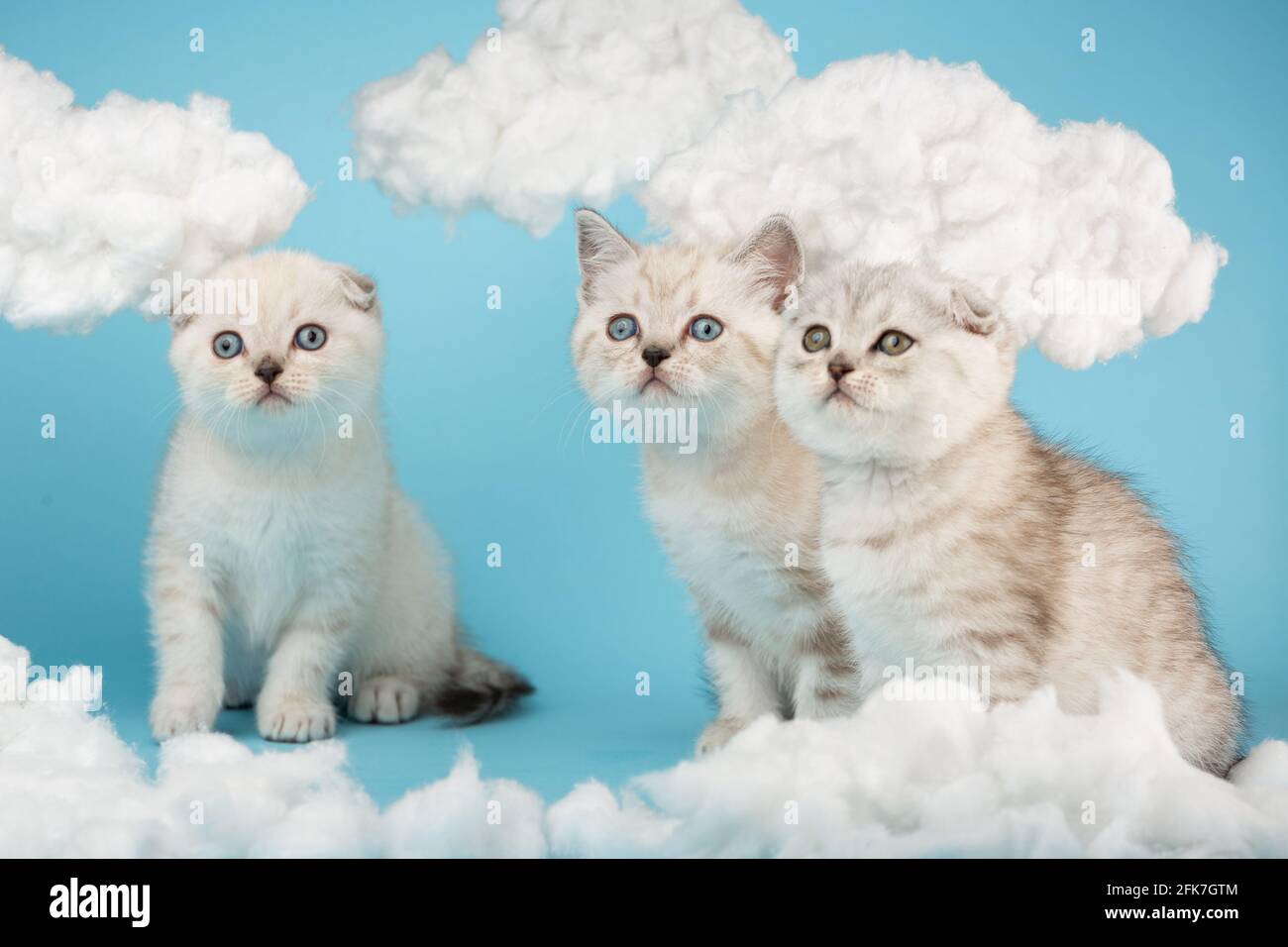 Drei milchfarbene schottische Kätzchen beobachten neugierig, wie sie auf blauem Hintergrund zwischen den Baumwollwolken sitzen. Haustiere, Tiere und Katzen Stockfoto