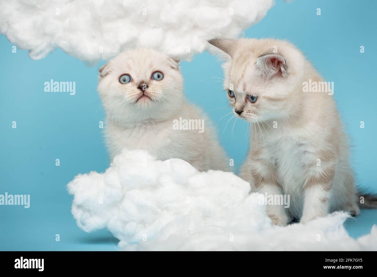 Nahaufnahme von schottischen Kätzchen in cremefarbener Farbe mit blauen Augen mit großem Interesse, wenn man Baumwollwolken auf blauem Hintergrund betrachtet. Haustiere, Tiere und Katzen c Stockfoto