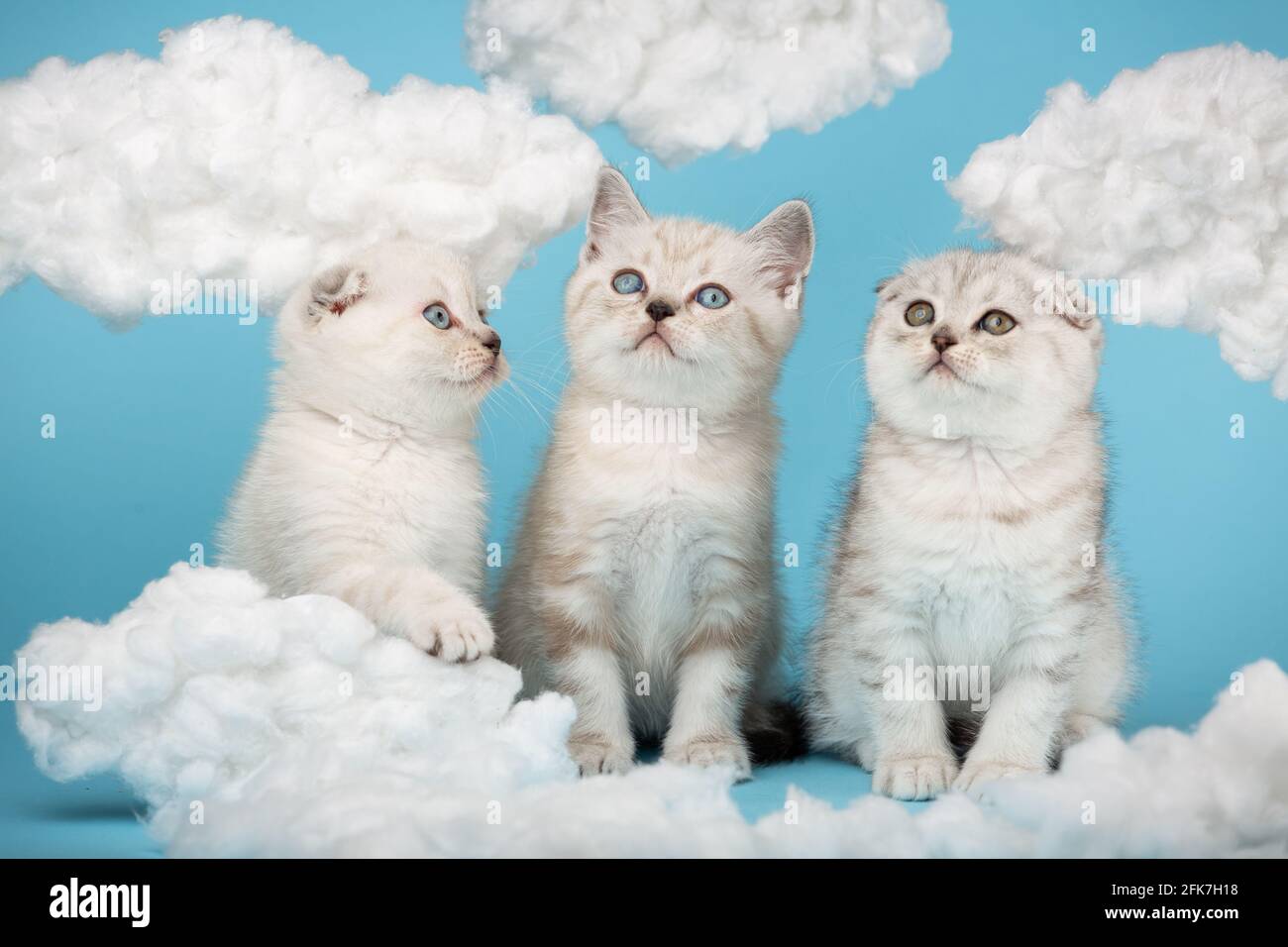 Drei kleine schottische Katzen sitzen auf einem blauen Hintergrund mit Baumwollwolken herum. Zwei Kätzchen schauen auf, und einer schaut weg und legt seine Pfote auf die Wolke. Stockfoto