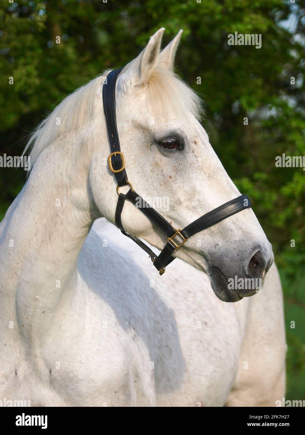 Eine Kopfaufnahme eines getuppelten grauen Pferdes in einem Lederkopfkragen. Stockfoto