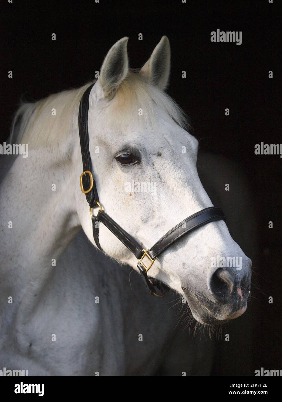 Eine Kopfaufnahme eines getuppelten grauen Pferdes in einem Lederkopfkragen. Stockfoto