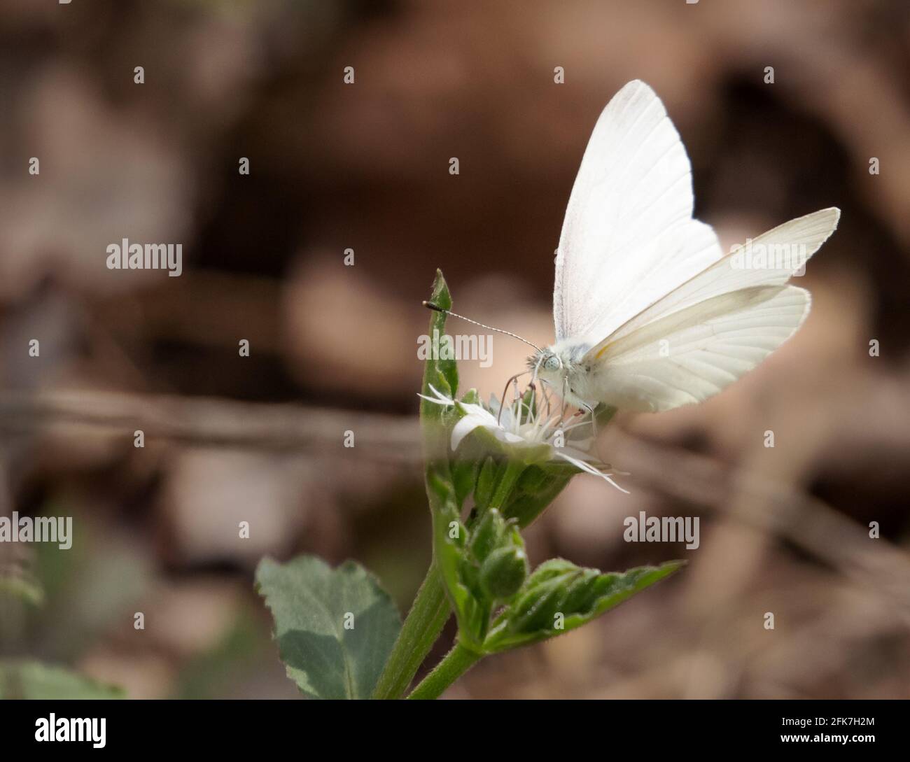 Weißkohl (Pieris rapae), - Hall County, Georgia. Kohl weißer Schmetterling, der Nektar aus einer Sternkrautwildblume sammelt. Stockfoto