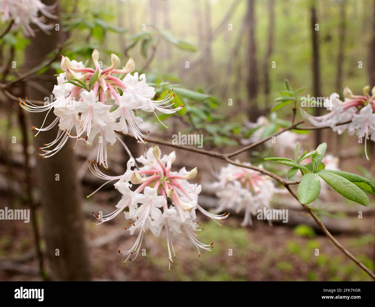 Pinxter Blume (Rhododendron periclymenoides) - Hall County, Georgia. Pinxter blüht auf einem einsamen Baum auf dem Hügel. Stockfoto