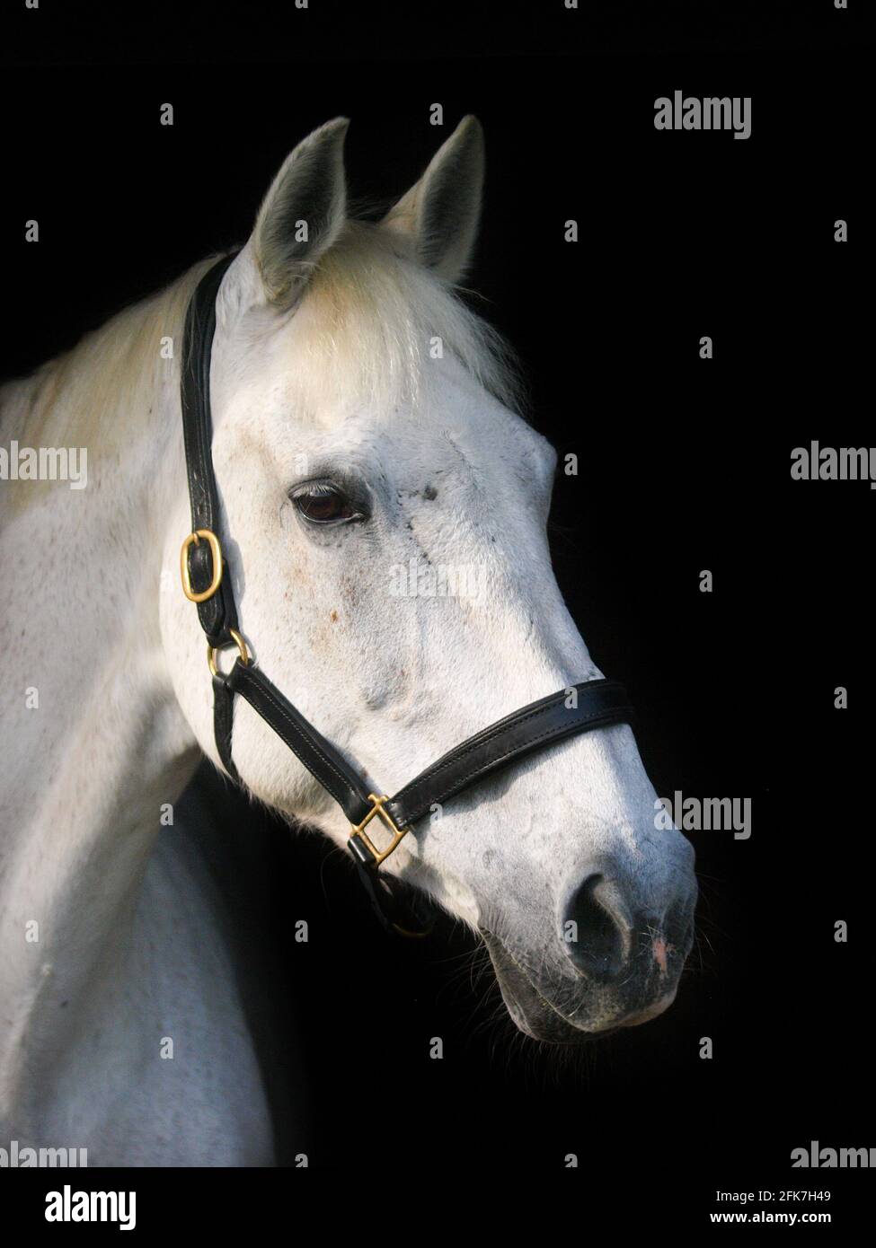 Eine Kopfaufnahme eines getuppelten grauen Pferdes in einem Lederkopfkragen. Stockfoto
