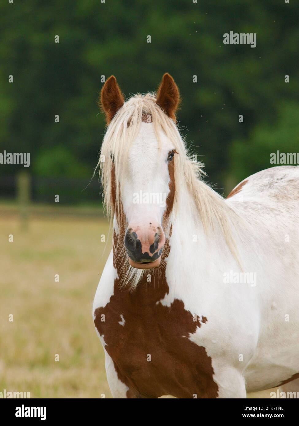 Eine spießige Zigeunerschlange mit einer langen Mähne in einem Fahrerlager. Stockfoto