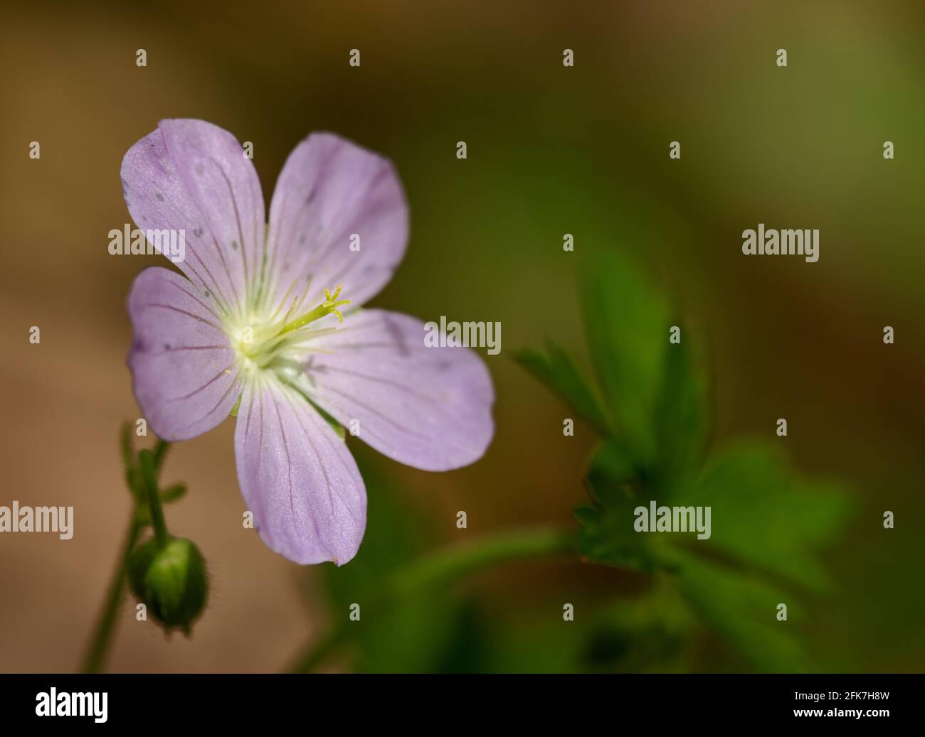 Wilde Geranie (Gernamium maculatum) - Hall County, Georgia. Die wilde Geranienblüte schleicht sich im strahlenden Sonnenlicht auf dem Waldboden. Stockfoto