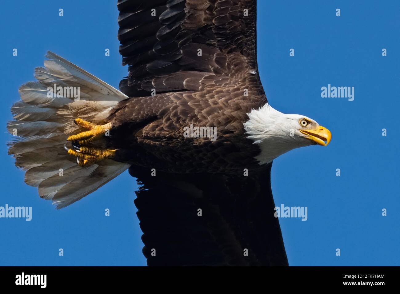 Adler im Flug Stockfoto