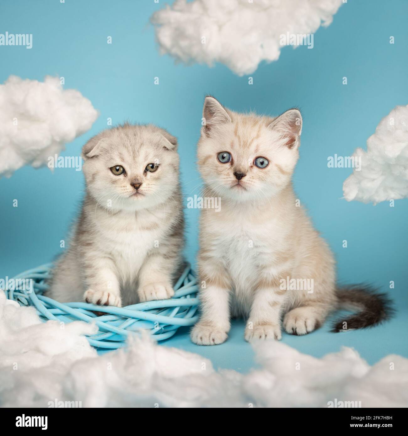 Zwei kleine neugeborene, hellhaarige, flauschige schottische Kätzchen, die mit Interesse in einem Korbkranz zwischen den weißen Wolken auf einer blauen BA zur Seite schauen Stockfoto