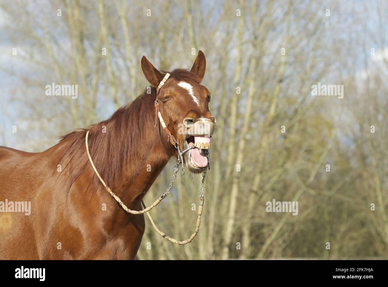 Braunes Pferd schreiend auf dem Bauernhof gefangen auf einem warmen Und sonnigen Tag Stockfoto