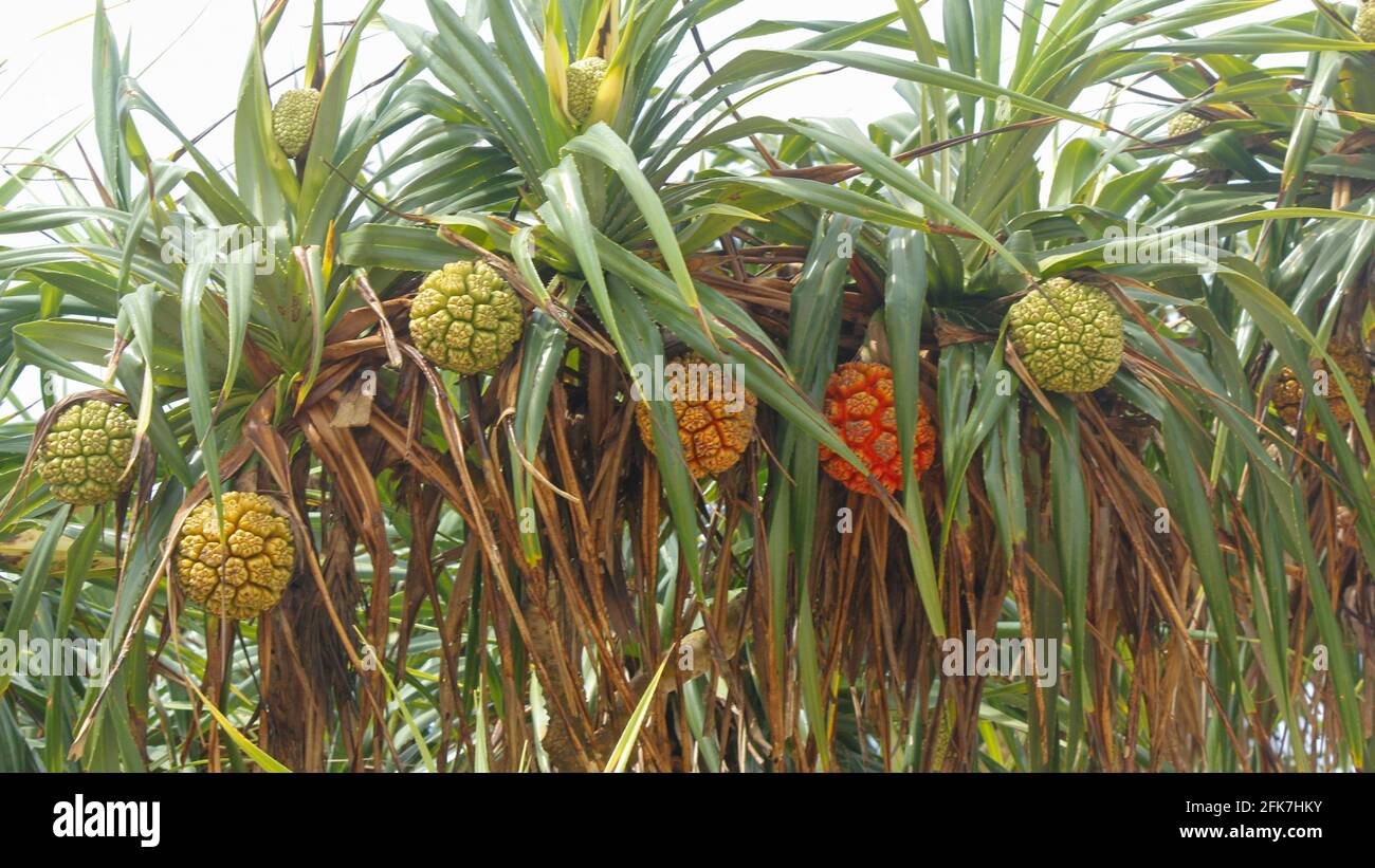 Nicht essbare tropische Pandanobst oder Pandanus, die von Palmen in Sri Lanka wächst. Pandan Tree. Stockfoto