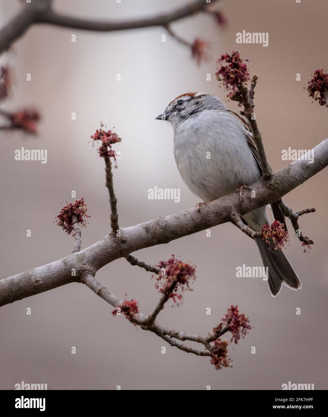 Chipping Sparrow (Spizella passerina) - Hall County, Georgia. Chipping Sperling Kauf in einem Ahornbaum an einem Frühlingsnachmittag. Stockfoto