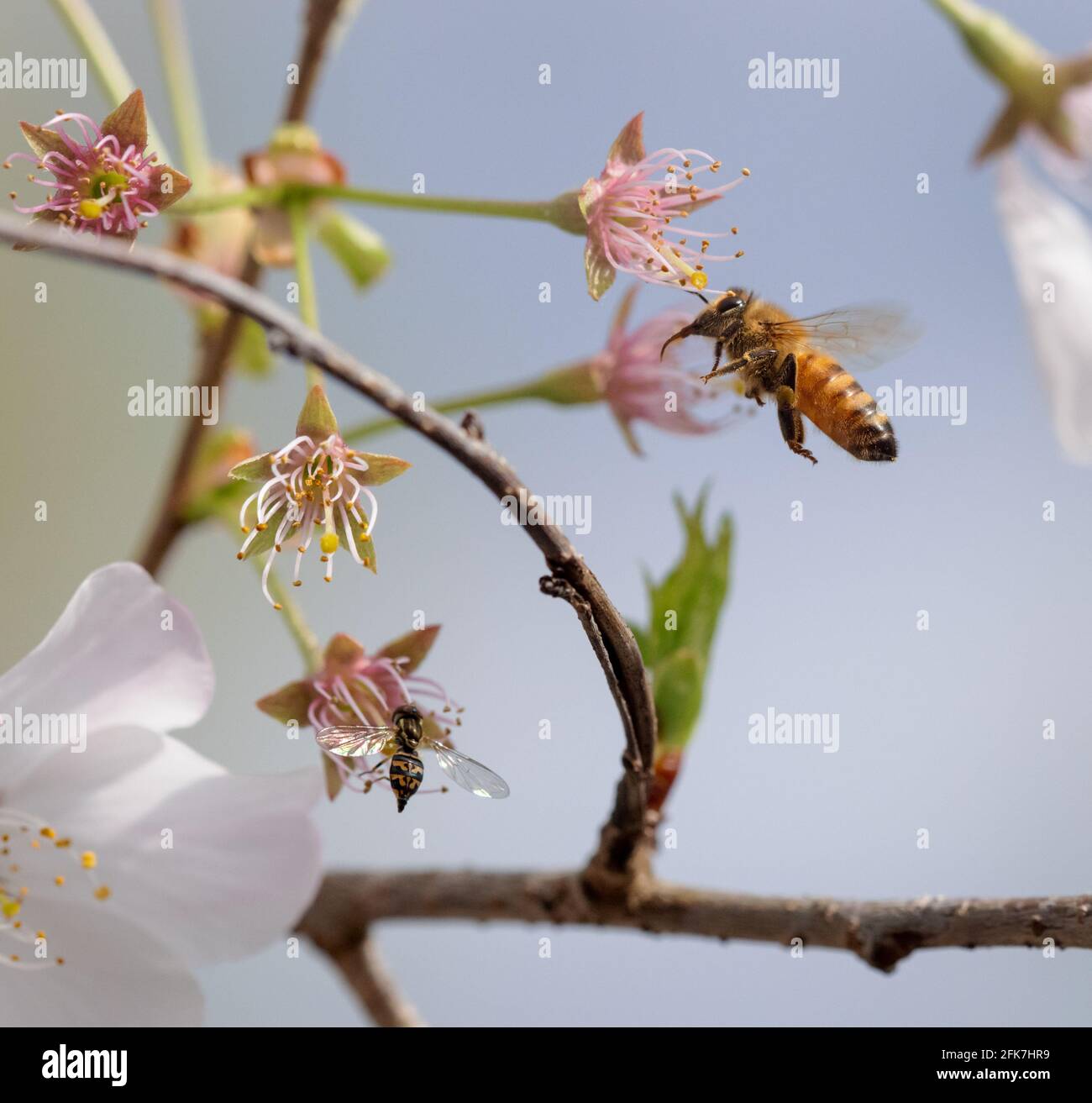 Westliche Honigbiene (APIs mellifera) - Hall County, Georgia. Eine Honigbiene und eine Kalligrafie teilen sich den Platz auf einem Kirschbaum. Stockfoto