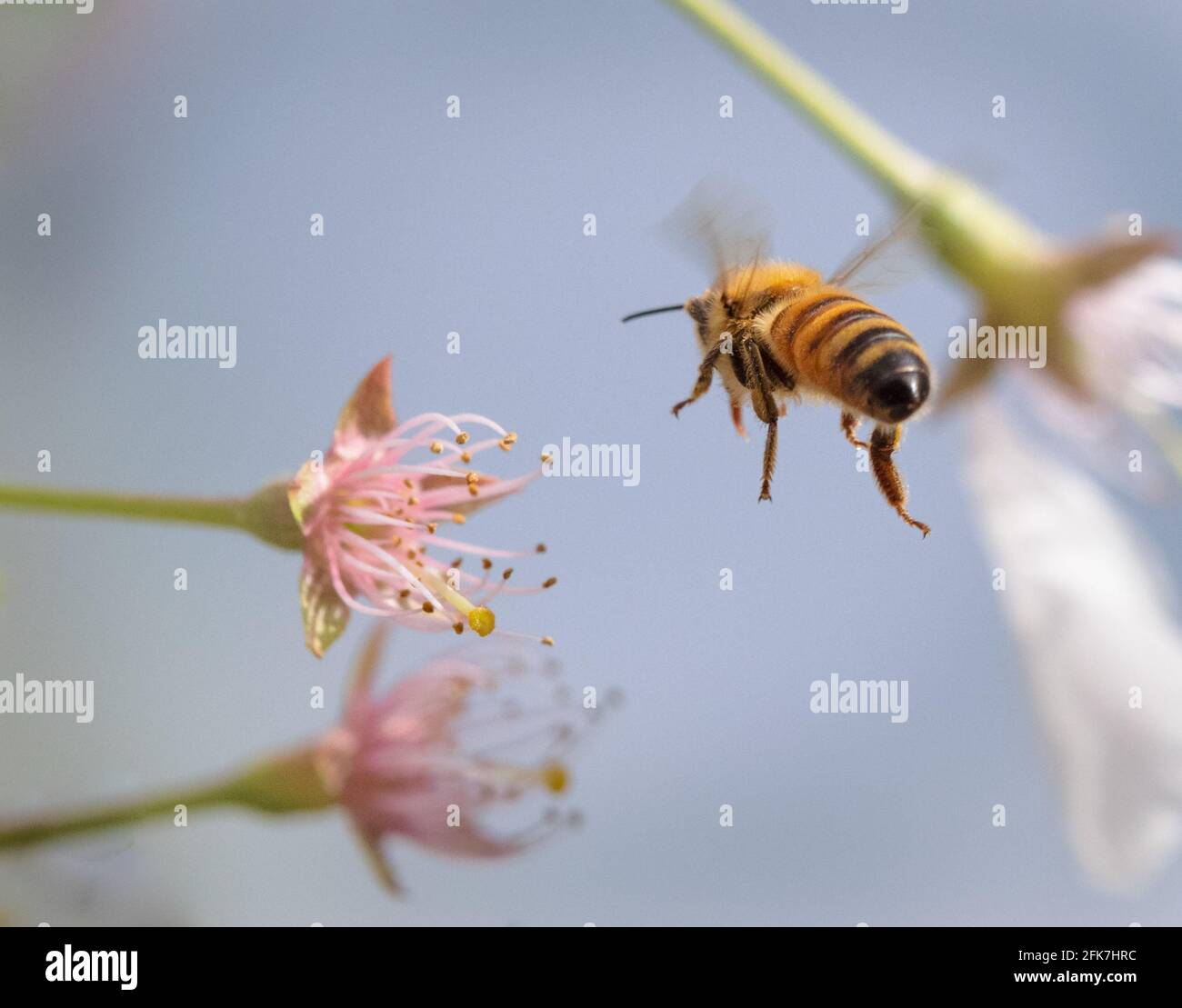 Westliche Honigbiene (APIs mellifera) - Hall County, Georgia. Honigbiene nähert sich der Blüte eines Kirschbaums. Stockfoto