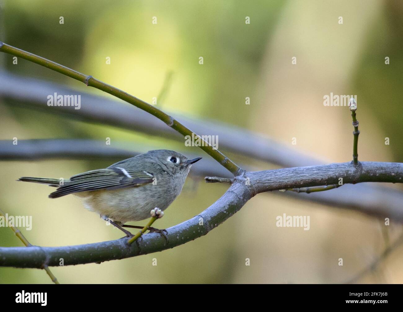 Rubinkronenkönigl (Regulus calendula) - Hall County, Georgia. An einem späten Wintermorgen steht das mit Rubinkrauzen gekrönte Königskindes auf einem persischen Seidenbaum. Stockfoto