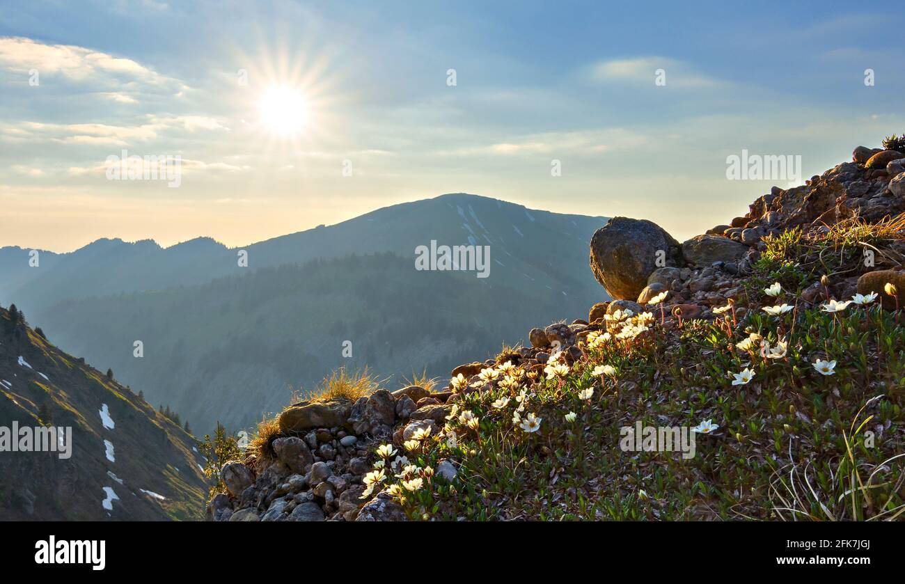 Abend in den Bergen mit weißen Blumen und der Sonne unter blauem Himmel. Allgäuer Alpen, Bayern, Deutschland Stockfoto