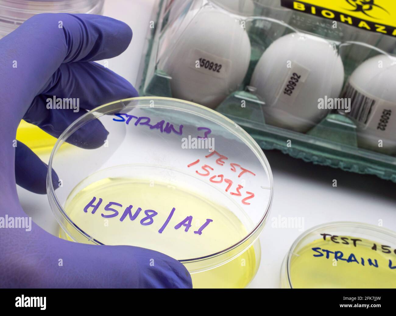 Neuer H5N8-Stamm der Vogelgrippe verbreitete sich beim Menschen, Wissenschaftler mit infizierten Eiern, konzeptuelles Bild Stockfoto