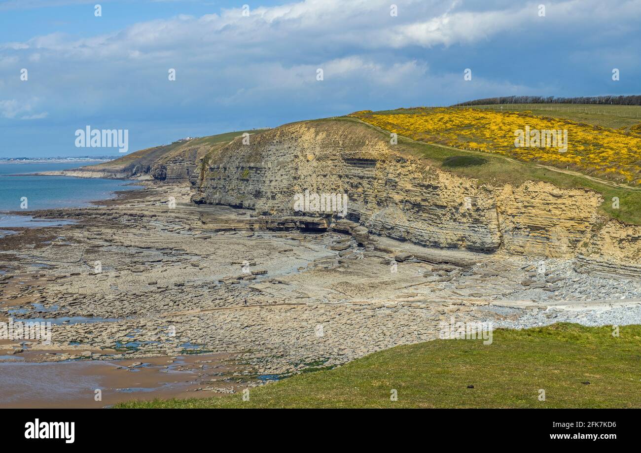Ein Blick über Dunraven Bay im Frühling zeigt die helle Gelber Gorse auf dem Hügel im April Stockfoto