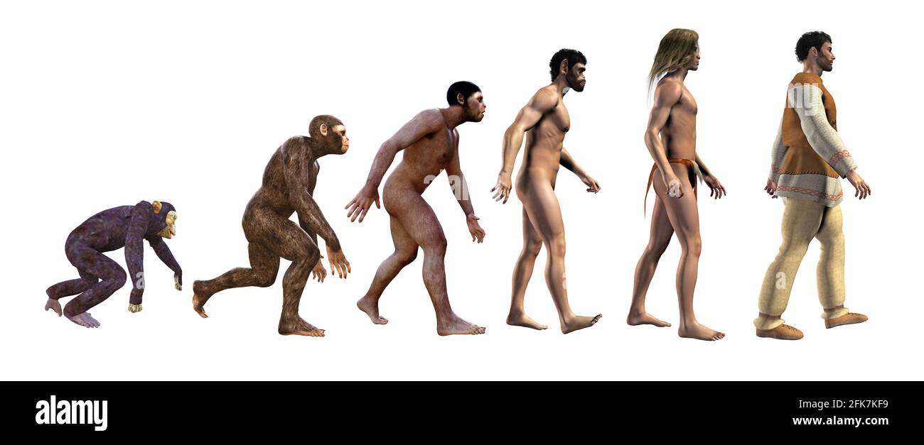 Menschliche Evolution, vom Affen zum Menschen, 3d-Illustration Stockfoto