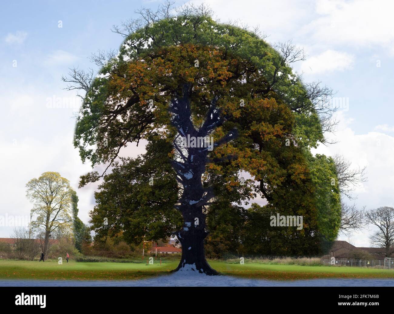 Zeitkapsel, Baum das ganze Jahr über, Fotos in Alloa Stockfoto