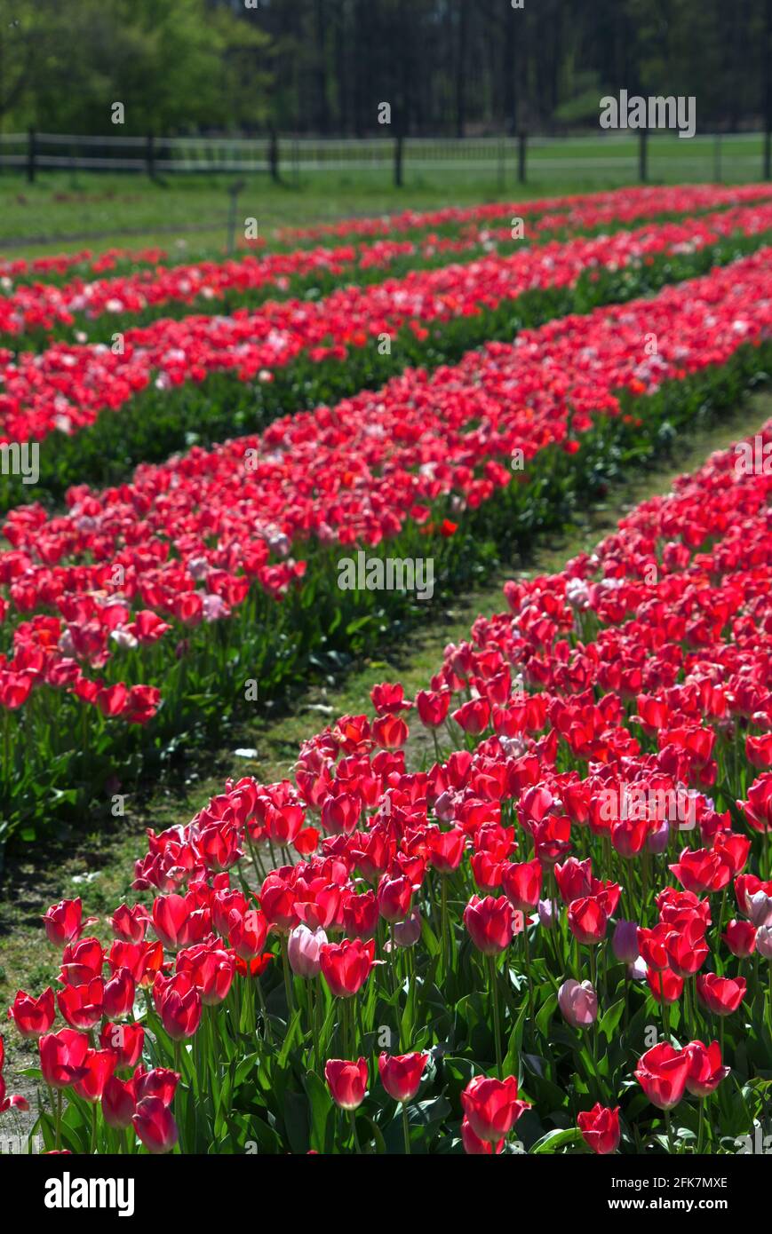 Tulpenfeld in den Niederlanden Stockfoto