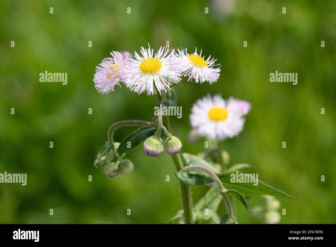 Philadelphia fleabane (Erigeron philadelphicus), Isehara City, Kanagawa Prefrecture, Japan Stockfoto