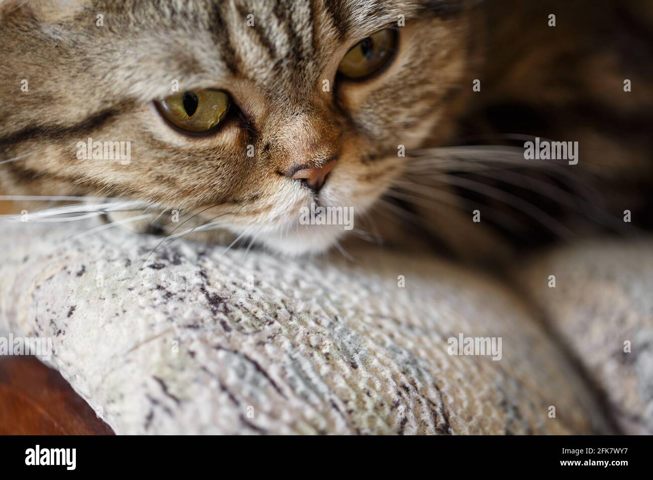 Nahaufnahme des Porträts einer Katze, die auf einem Sofa ruht. Stockfoto