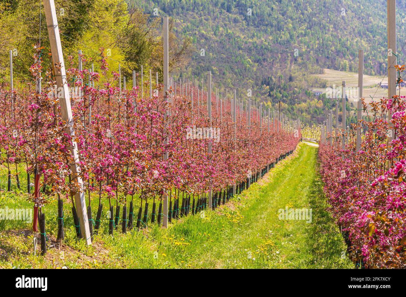 Blütenapfelbaum Zweig des 'Kissabel Red Apple'-Apfels im Frühjahr. Ihre Bäume produzieren wunderschöne tiefrosa Blüten. Obstgarten in Trentino-Südtirol Stockfoto