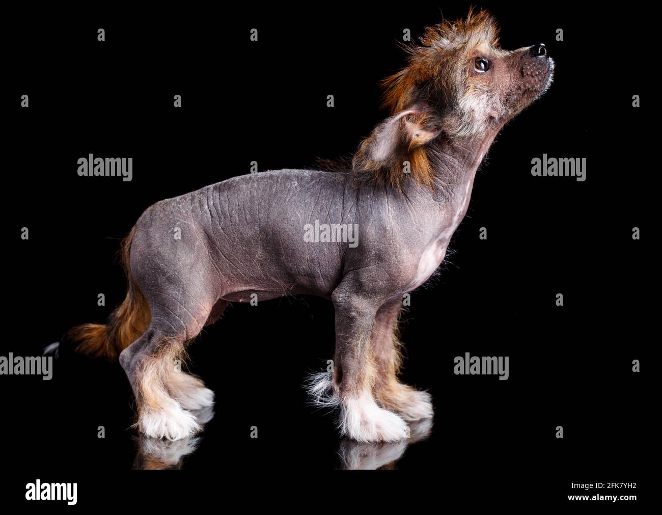 Kleiner süßer chinesischer ausgeruhter Welpe steht seitlich zur Kamera und schaut auf den schwarzen Hintergrund. Stockfoto