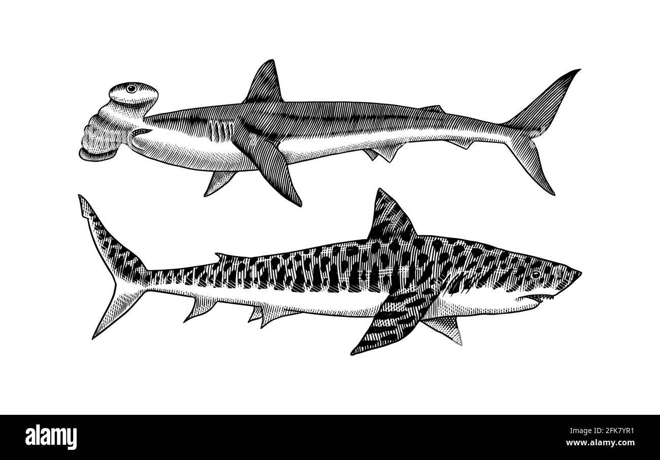 Großer Hammerschopf und Tiger-Hai. Marine Raubtiere erfordern Tier. Leben im Meer. Handgezeichnete Skizze mit Vintage-Gravur. Fisch aus dem Meer. Vektorgrafik für Stock Vektor