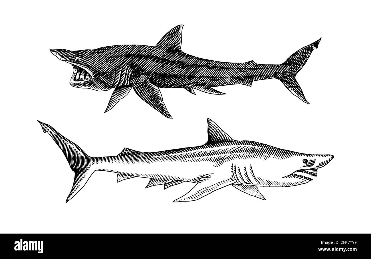 Sonnenhai und Sandhai. Marine räuberische Tier. Leben im Meer. Handgezeichnete Skizze mit Vintage-Gravur. Fisch aus dem Meer. Vektorgrafik für Web, Logo oder Stock Vektor
