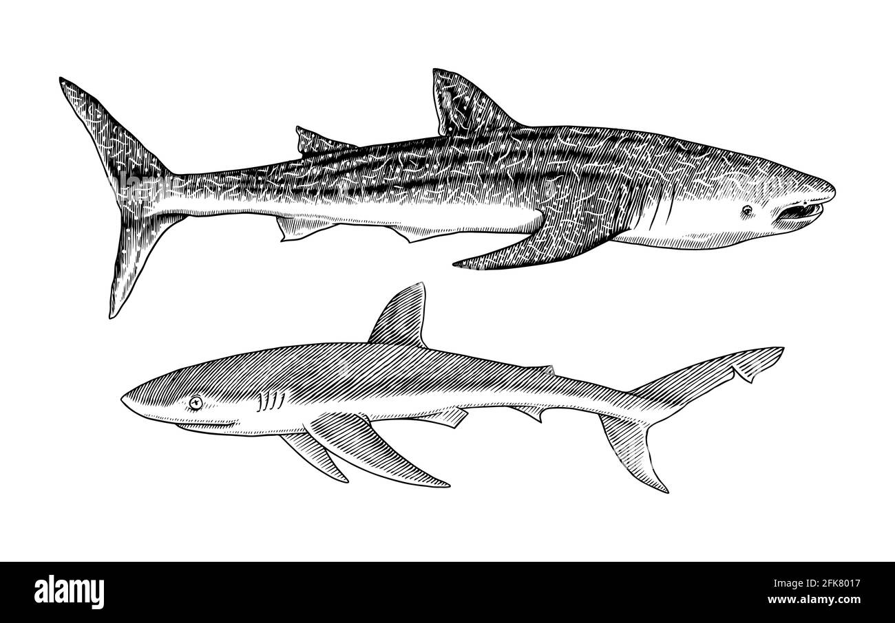 Walhai und Blauhai. Marine Raubtier Tier. Leben im Meer. Handgezeichnete Skizze mit Vintage-Gravur. Fisch aus dem Meer. Vektorgrafik für Web, Logo oder t Stock Vektor