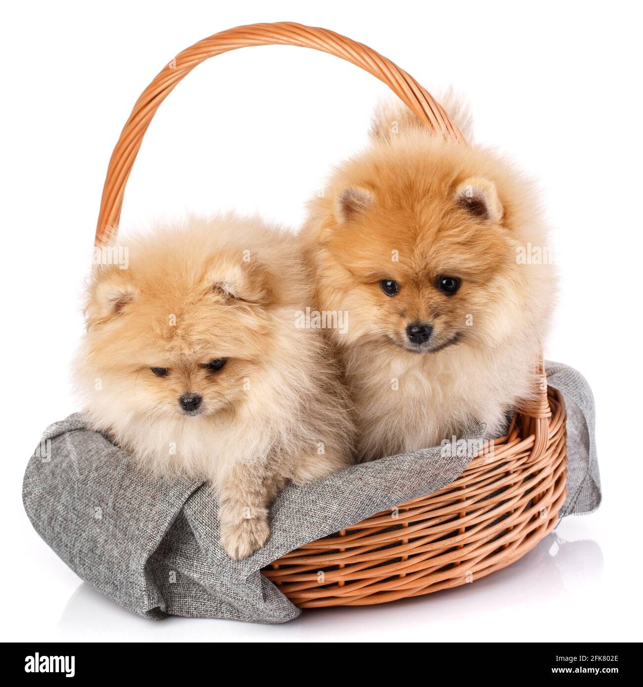 Zwei hellrote pommersche Spitz sitzen in einem Weidenkorb und schauen nach unten. Studio-Aufnahmen auf weißem Hintergrund. Stockfoto
