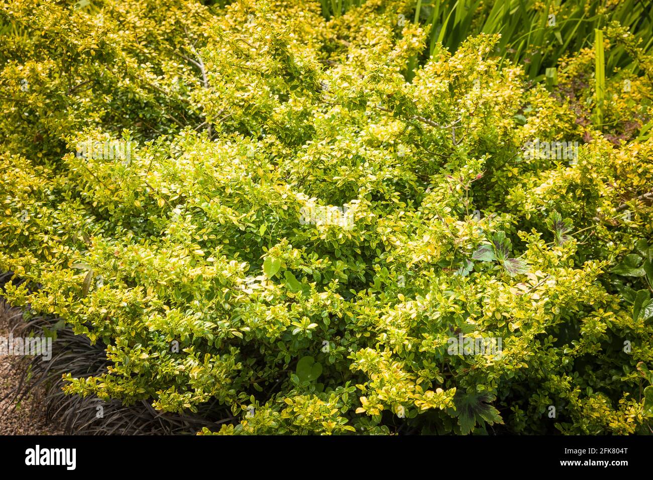 Ilex crenata Golden Gem wächst in einem englischen Garten VEREINIGTES KÖNIGREICH Stockfoto