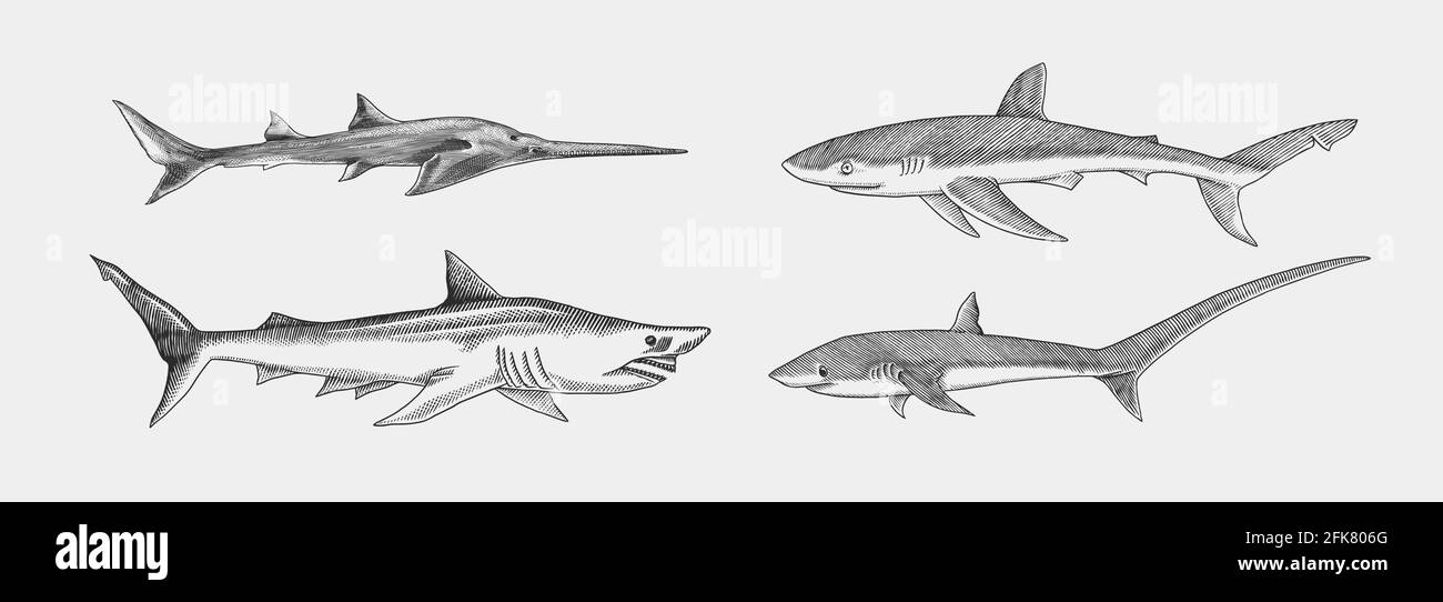 Blauer Hai und Sixgill-Sägehai. Sand- und Dreierhai. Marine Raubtier Tier. Leben im Meer. Handgezeichnete Skizze mit Vintage-Gravur. Fisch aus dem Meer. Vektor Stock Vektor