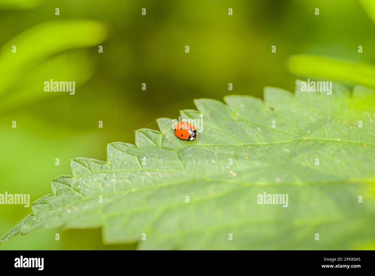 01. 05. 2017. Donau - Serbien, Novi Sad, Petrovaradin. Marienkäfer (Coccinellidae) in seiner natürlichen Umgebung auf Gras. Stockfoto