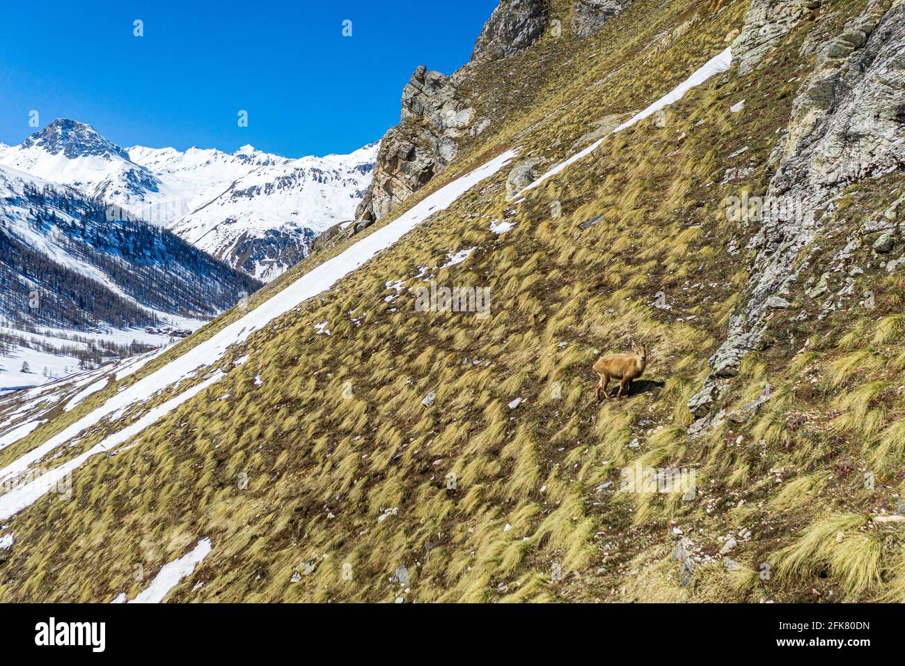 Ein kleines Bovid, Gämsen, die auf einem Berghang herumlaufen. Stockfoto