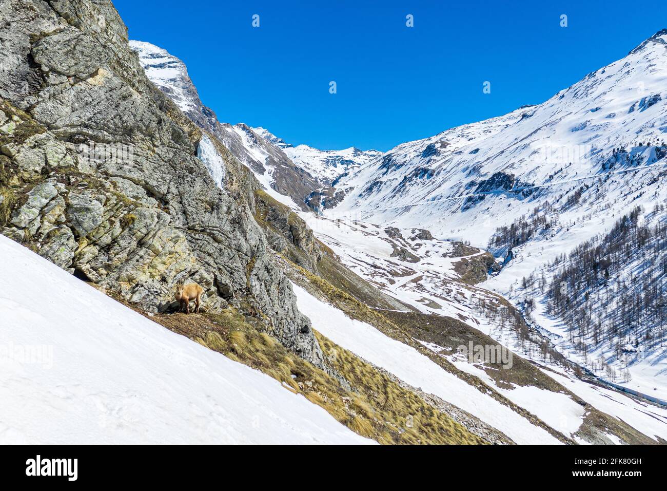 Tiefes Snow Mountain Valley of Alps und ein kleiner Bovid, Gämsen versuchen, sich vor der Kamera zu verstecken. Stockfoto