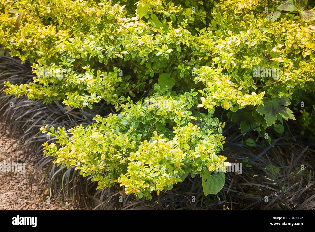 Ilex crenata Golden Gem wächst in einem englischen Garten VEREINIGTES KÖNIGREICH Stockfoto
