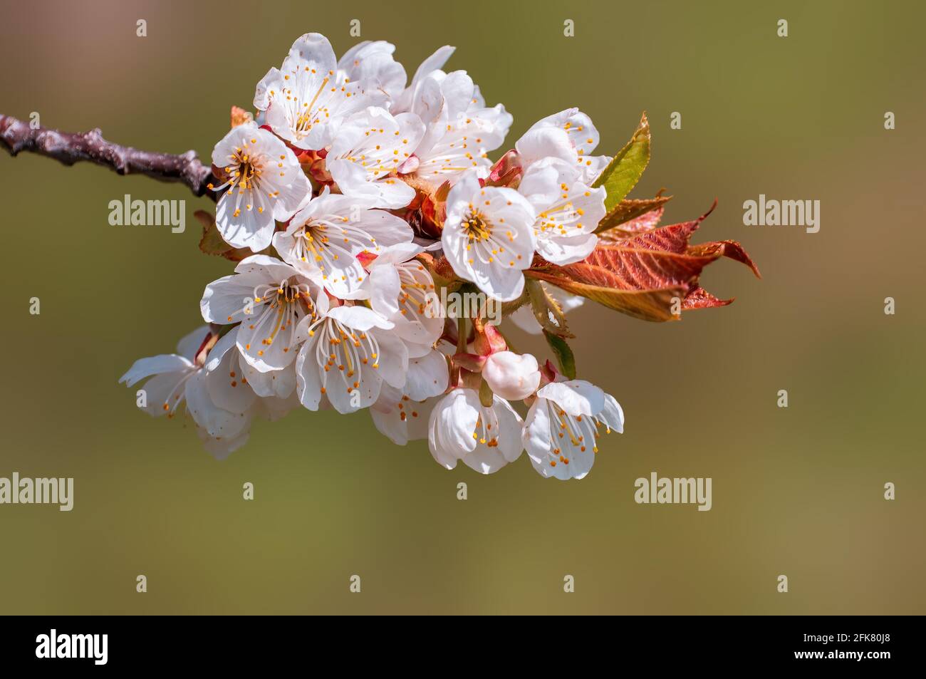Zweig mit schönen frischen Frühlingsblumen Stockfoto
