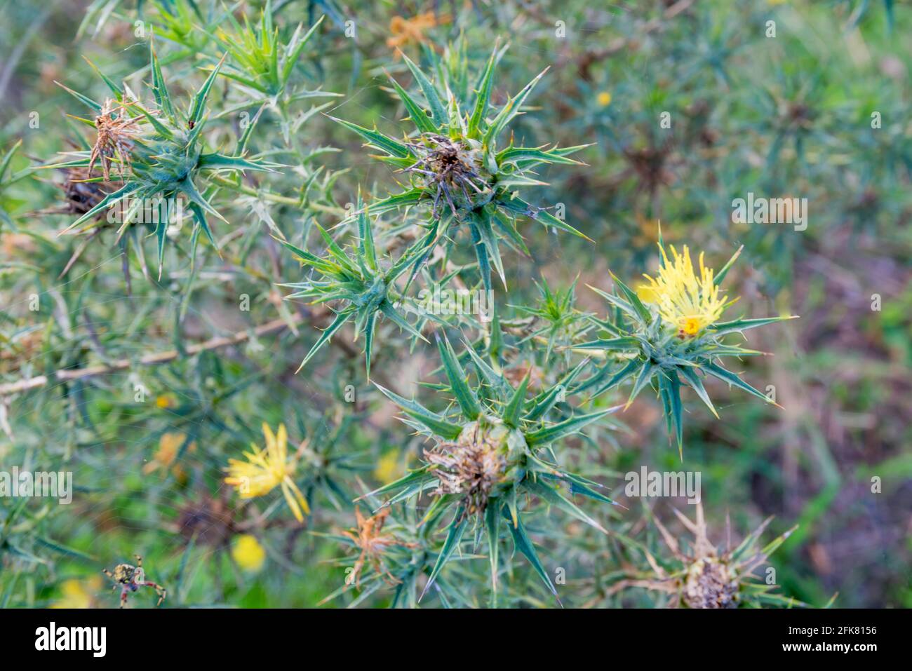 Die Distel von St. Barnaby (Centaurea solstitialis) ist ein giftiges Unkraut in New South Wales und eine Pflanze, die im Sommer jährlich Feldfrüchte und Weiden überbieten kann Stockfoto