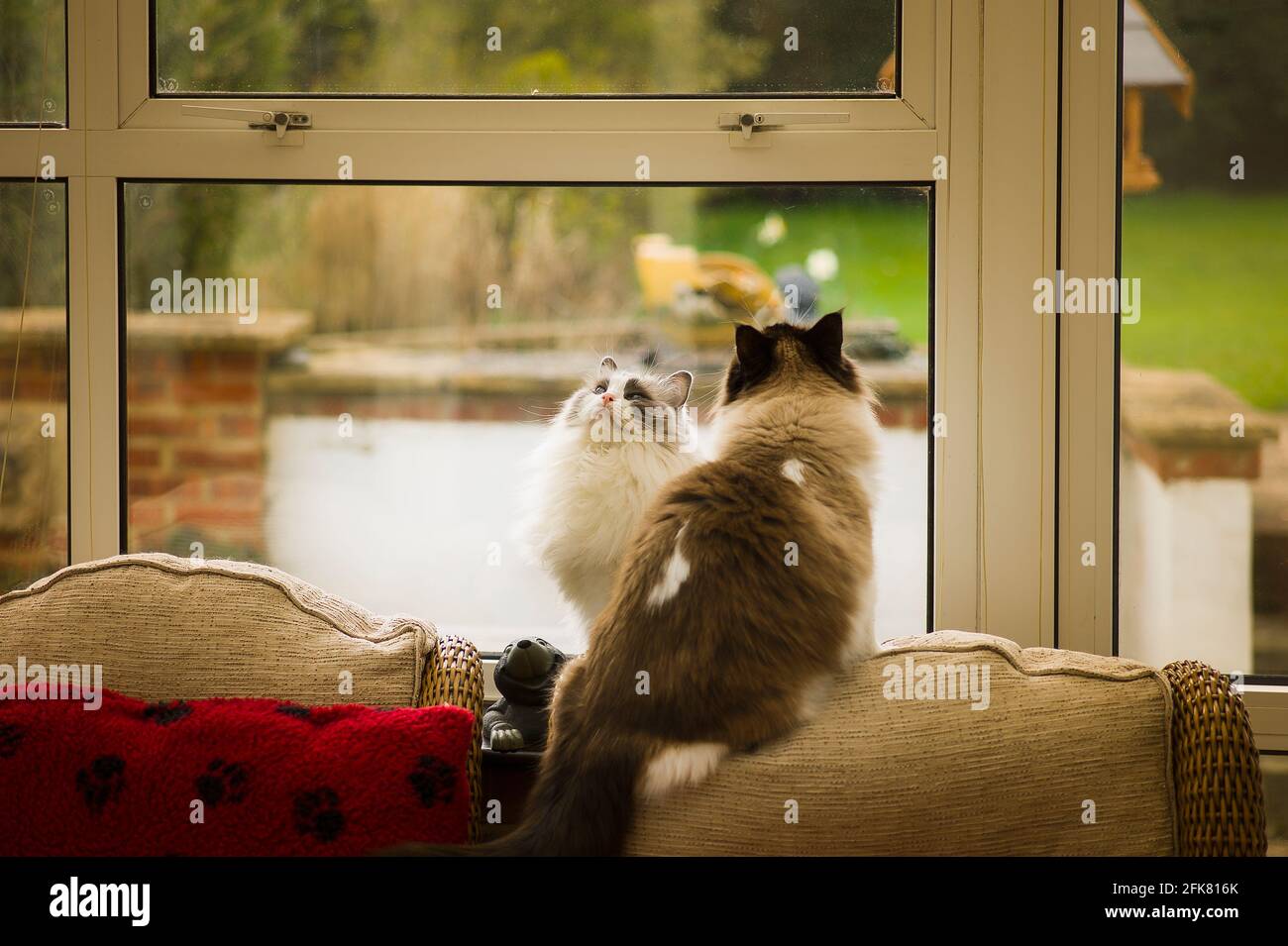 Beobachten und Warten. Zwei Geschwister Erwachsene Ragdoll-Katzen haben etwas Flattern auf dem Dach ihres Wintergartens in Großbritannien gesehen Stockfoto